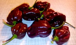 IMG-20151010-WA0022.webp