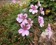 DSCF3816 (3).webp