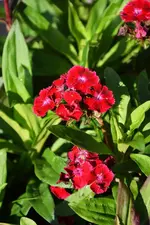 DSC_5865.webp