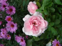 DSCN9960.webp