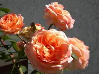 DSCN0024.webp