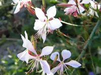 DSCN0025.webp