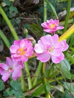 DSCN0074.webp