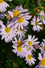 DSC_5840.webp
