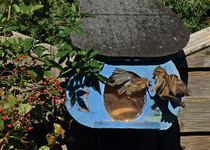 Feldsperlinge_Vogel_verteidigen Futterhaus5_800.webp
