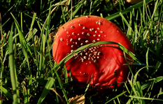 Fliegenpilz2_rot_grün_still life_900.JPG