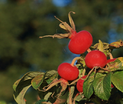 Hagebutten_rot_grün_blau_still life1_800.webp