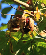 Kastanie_chestnut_Hülle_geplatzt_still life_braun_grün_Herbst2_700.JPG