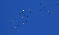 Kraniche_Winterflug_knallblauer Himmel1_1000.webp