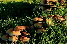 Pilz2_Abendlicht_still life_braun_grün2_900.webp