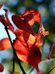 Laub_rot_Herbst_still life_Licht_Schatten2_800.JPG