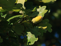 Eicheln_Laub_Frucht1_800.webp