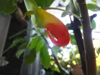 DSCF9042.webp
