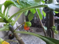 DSCF9045.webp