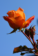 DSC_5828.webp