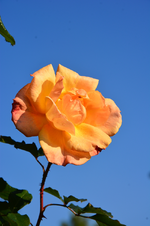DSC_5829.webp