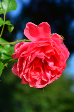 DSC_5845.webp