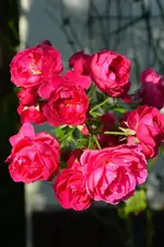 DSC_5846.webp