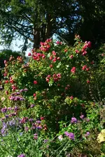 DSC_5853.webp