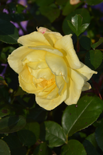 DSC_5864.webp