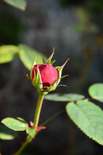 DSC_5867.webp