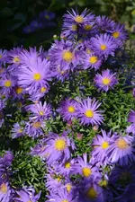 DSC_5869.webp