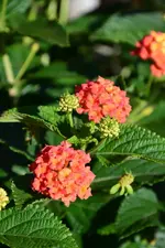 DSC_5866.webp