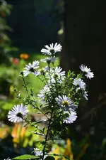 DSC_5874.webp