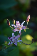 DSC_5881.webp