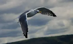 1-0449.webp