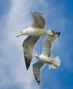 1-0608.webp
