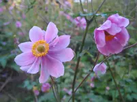 003.webp