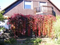 Wilder Wein 11.10..webp