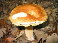 015.webp