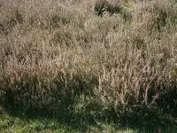 PA110659.webp