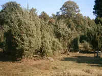 PA110661.webp