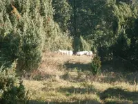 PA110662.webp