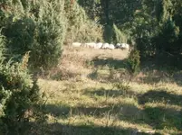 PA110663.webp