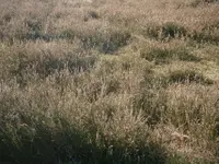 PA110668.webp