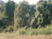 PA110670.webp