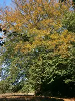 PA110679.webp