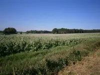 PA110683.webp