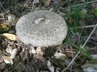 PA110686.webp