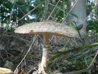 PA110687.webp