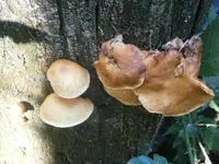 PA110692.webp