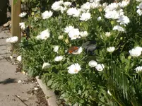 PA110693.webp