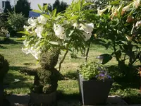 PA110695.webp