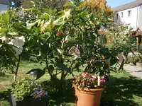 PA110696.webp