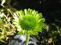 001_1067x800.webp