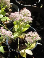 003_600x800.webp